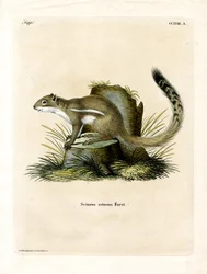 Scoiattolo di terra del Capo