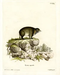 Procavia del Capo