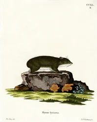 Procavia del Capo
