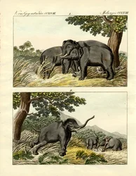Cattura di elefanti con elefante esca