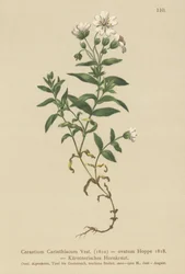 Orecchio di topo carinziano (Cerastium carinthiacum, Cerastium ovatum)