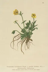 Ranuncolo carinziano (Ranunculus carinthiacus, Ranunculus gracilis)