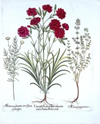 Garofano, timo gattino e lavanda comune, da Hortus Eystettensis, di Basil Besler, pub. 1613