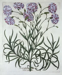 Garofano, da Hortus Eystettensis, di Basil Besler, pub. 1613