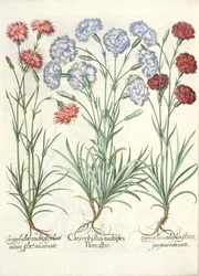 Garofani, dal Hortus Eystettensis di Basil Besler