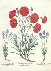 Garofani e Lavanda, dal Hortus Eystettensis di Basil Besler, pub. 1613
