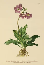 Primula carniolica (Primula Carniolica)