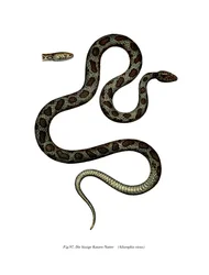Serpente gatto