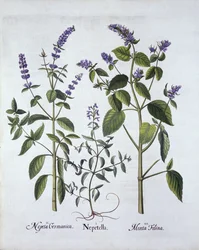 Nepeta e erba gatta, da Hortus Eystettensis, di Basil Besler, pub. 1613