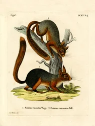 Scoiattolo caucasico