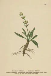 Spicanardo celtico