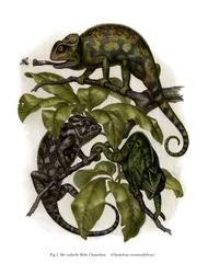 Camaleonte