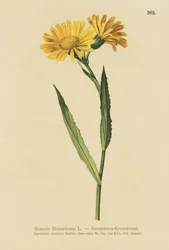 Senecio doronico