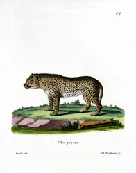 Ghepardo