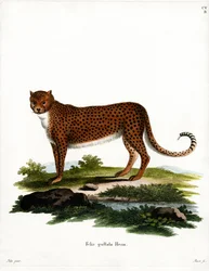 Ghepardo