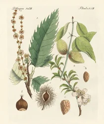 Castagne e mandorle