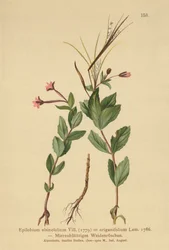 Epilobio a foglie di stellaria (Epilobium alsinefolium, Epilobium origanifolium)