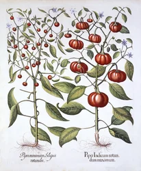 Peperoncino [famiglia delle Solanacee], da Hortus Eystettensis, di Basil Besler (1561-1629), pubblicato nel 1613