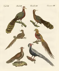 Uccelli cinesi