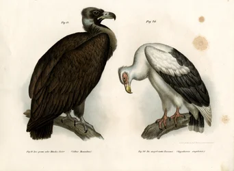 Avvoltoio cinereo, 1864
