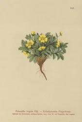 Cinquefoil (Potentilla frigida, Potentilla glacialis, Potentilla helvetica)
