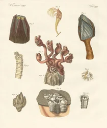 Cirripedi, policheti o brachiopodi