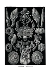 Cirripedi