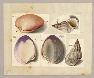 Vongola e lumaca di mare: Venus Mercenaria Linnaei, Buccino glacioli Linnaei, 1785