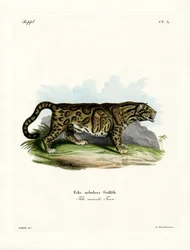 Leopardo nebuloso