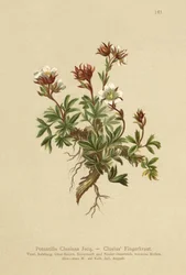Cinquefoil di Clusius (Potentilla clusiana)