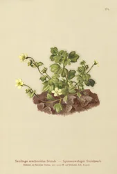 Sassifraga ragnatelosa (Saxifraga arachnoidea)