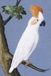 Cacatua, 1750-1800