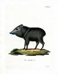 Pecari collare