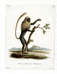 Scimmia colobo