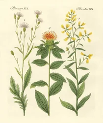 Piante colorate