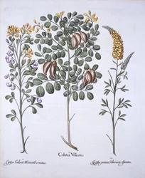 Albero di Colutea e varietà di Cytisus, da Hortus Eystettensis, di Basil Besler, pub. 1613