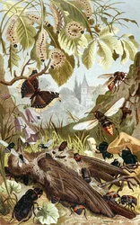 Potere combinato degli insetti