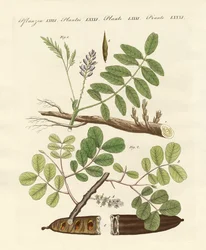 Piante commerciali