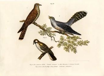 Cuculo Comune, 1864
