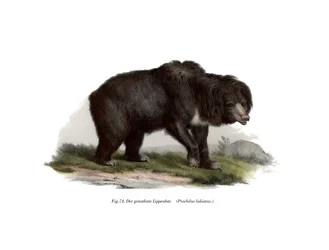Orso bradipo indiano comune, 1860