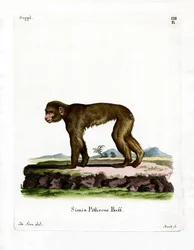 Macaco comune