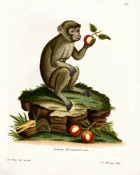 Macaco Comune