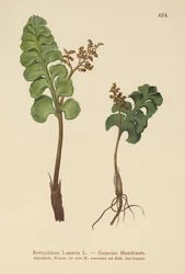 Botrychium lunaria