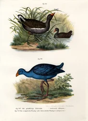 Gallinella d