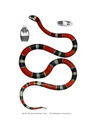 Serpente dal collare comune