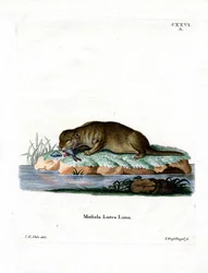 Lontra comune