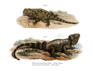 Agama spinosa comune
