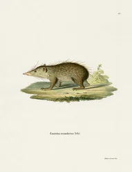 Tenrec comune