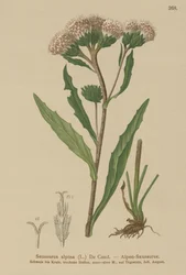 Saussurea comune (Saussurea alpina)