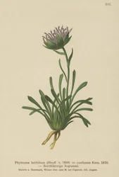 Raponzolo confuso (Phyteuma confusum, Phyteuma latifolium, Phyteuma hemisphaericum ssp. confusum, Phyteuma nanum)